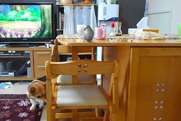 ごはんをもらうコーギー