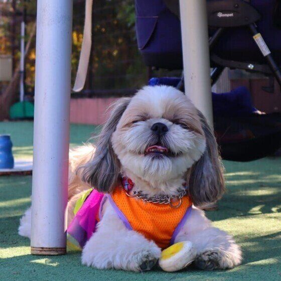 笑顔のシー・ズー