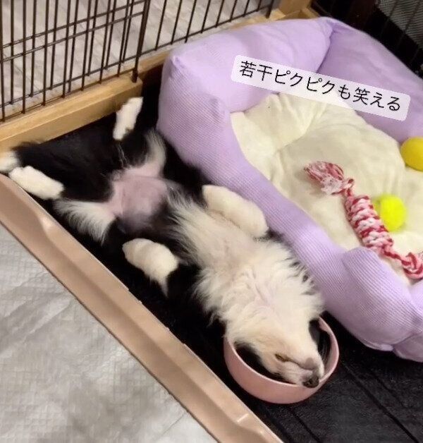 ピクピク動きながら熟睡するサニーちゃん