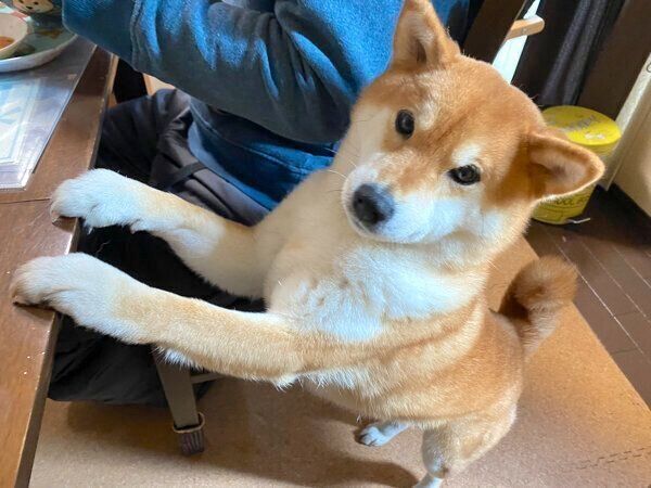 パパさんの朝ごはんをチェックするゆきちゃん