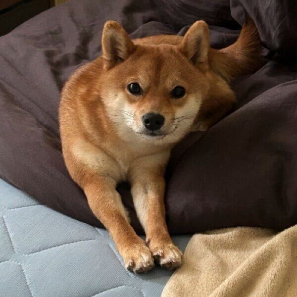 ベッドの上にいるもなかちゃん