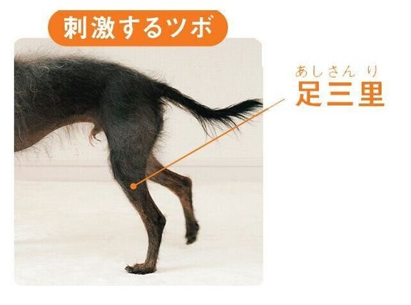 おなかの調子を整えるツボ