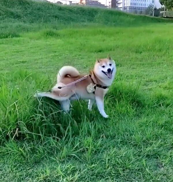 カメラ目線でキックする福来くん
