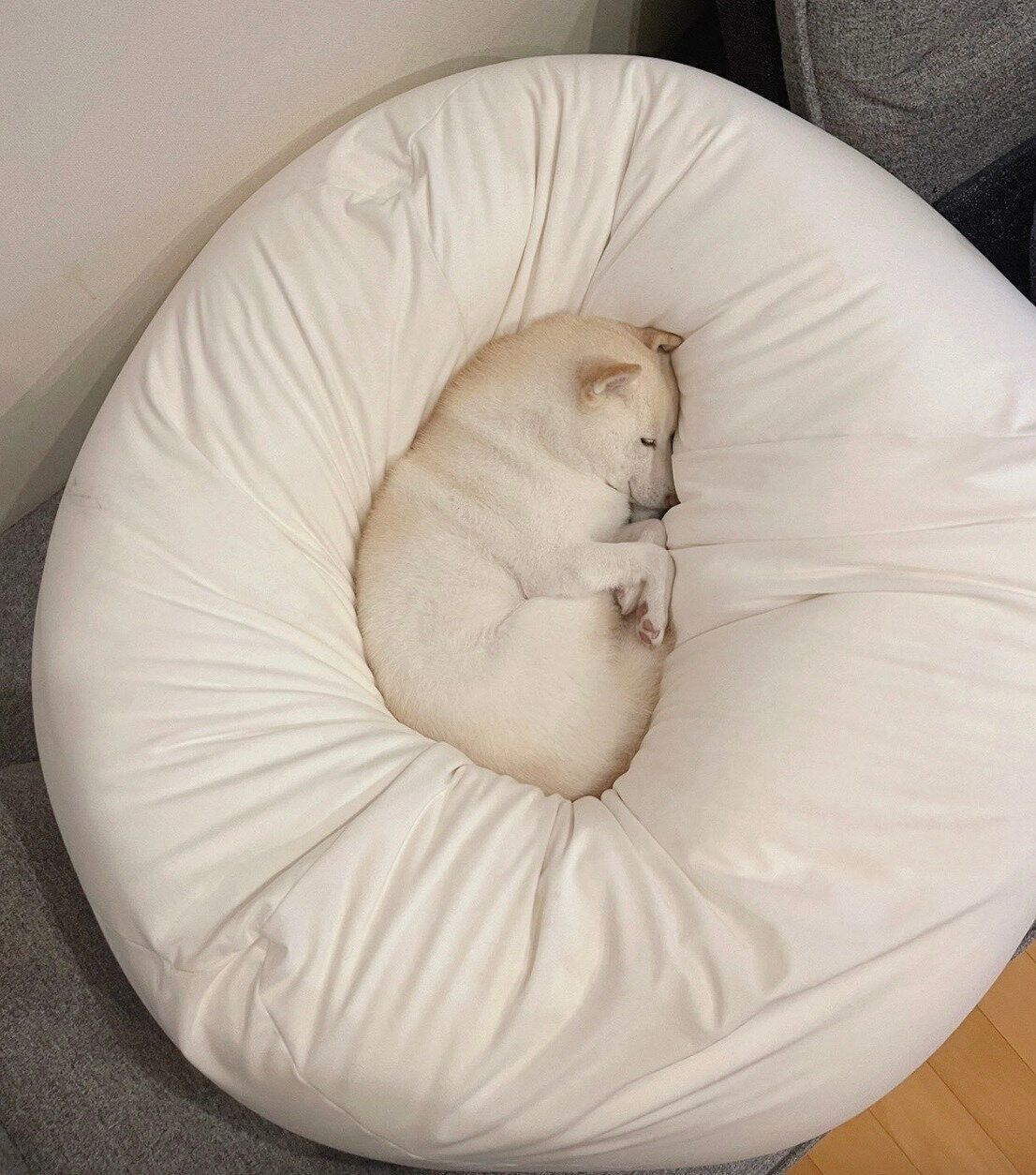 ビーズソファに埋まるゆきちゃん