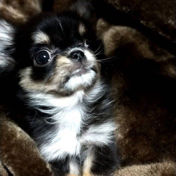 くつろぐチワワ