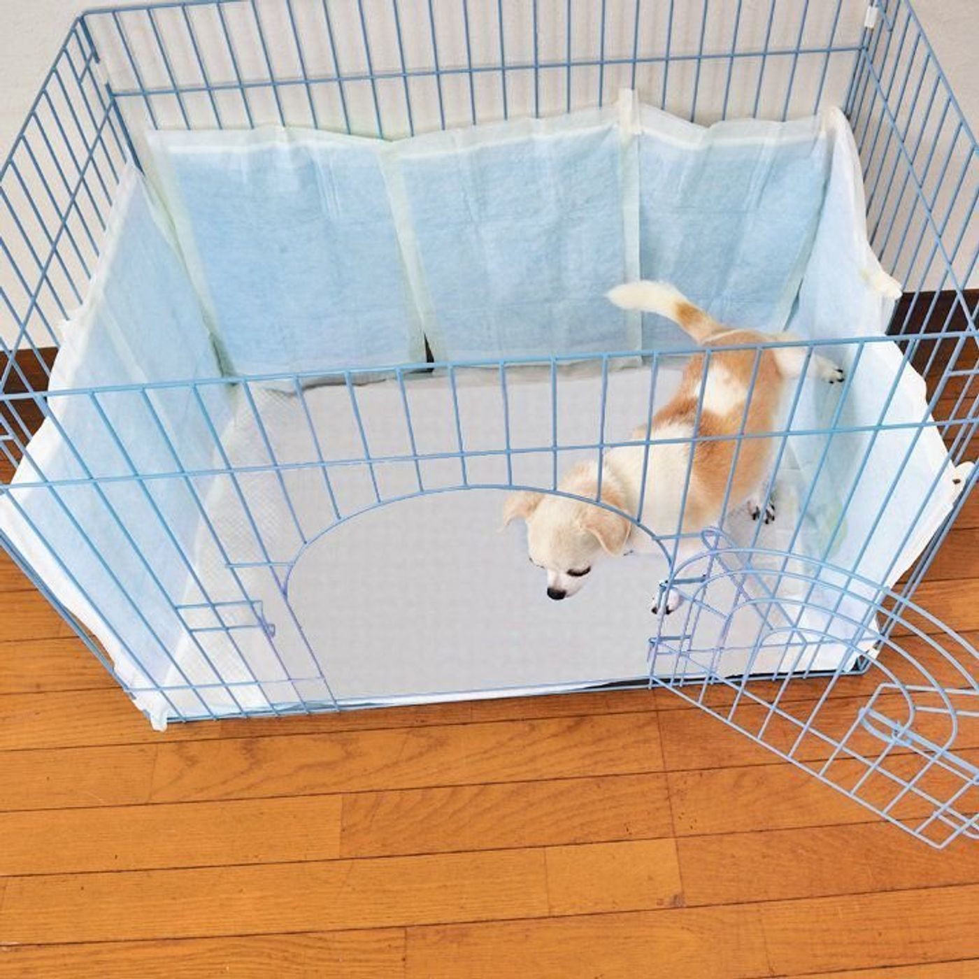 犬の室内トイレ オシッコ ウンチのハミ出しに困らない方法って いぬのきもちweb Magazine 犬の室内トイレ オシッコ ウンチのハミ出しに困らない方法って いぬのきもちweb Magazine
