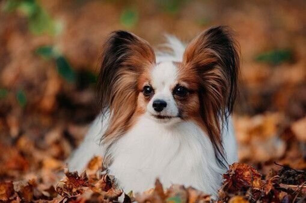 パピヨンの性格 飼い方のコツ 飼い主の悩みq A いぬのきもち 犬図鑑 いぬのきもちweb Magazine パピヨンの性格 飼い方のコツ 飼い主の悩みq A いぬのきもち 犬図鑑 いぬのきもちweb Magazine
