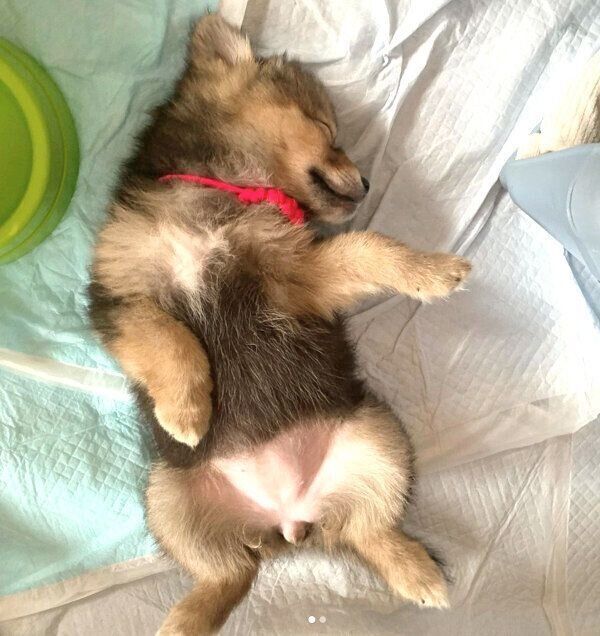 熟睡するえまちゃん