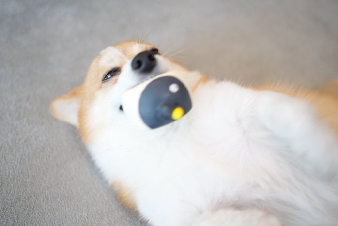 おもちゃをくわえるピースくん