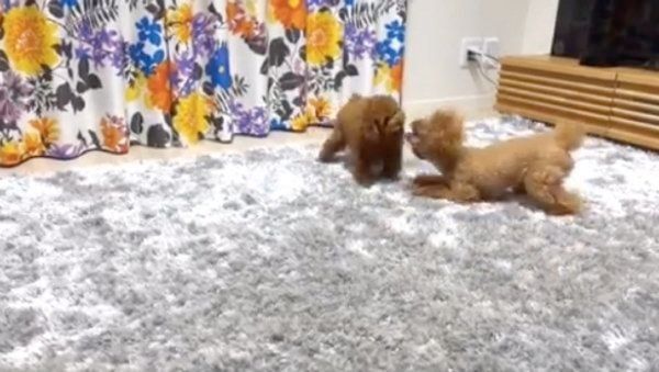 ペットボトルを奪い合うトイ・プードル