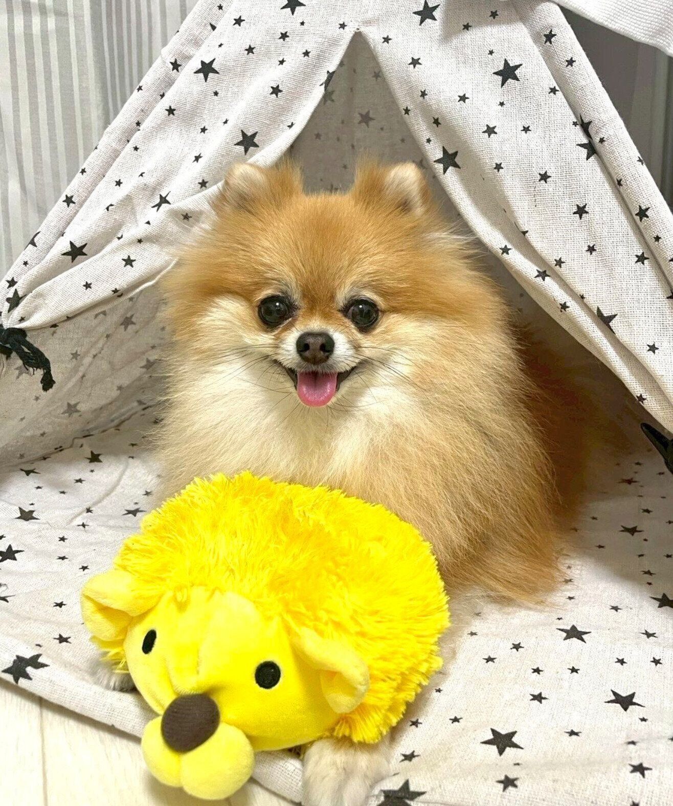 ニコッとするぽんずちゃん