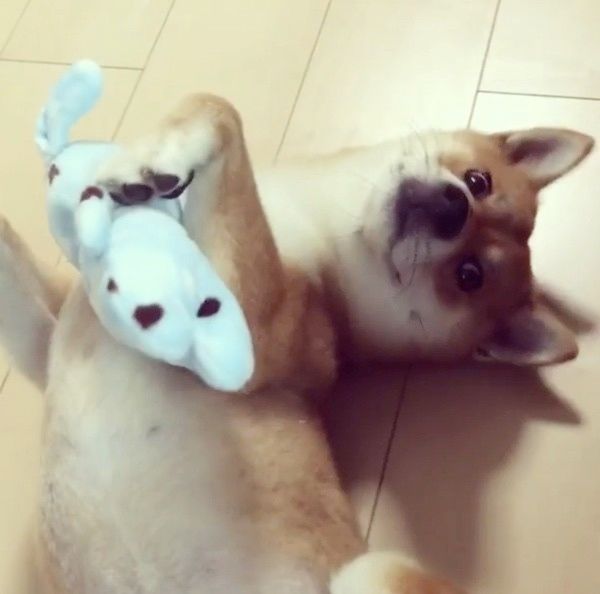 ぬいぐるみと添い寝する柴犬