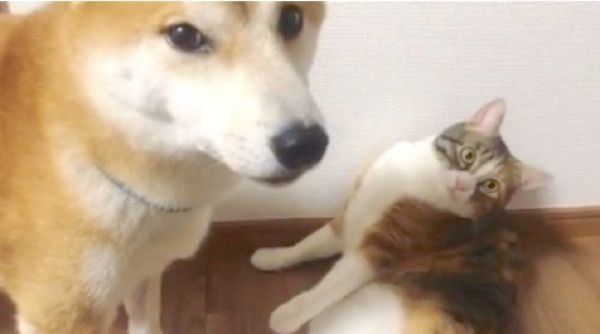 同居猫を横目で見る柴犬
