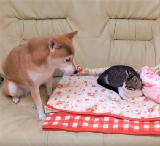 柴犬と子猫