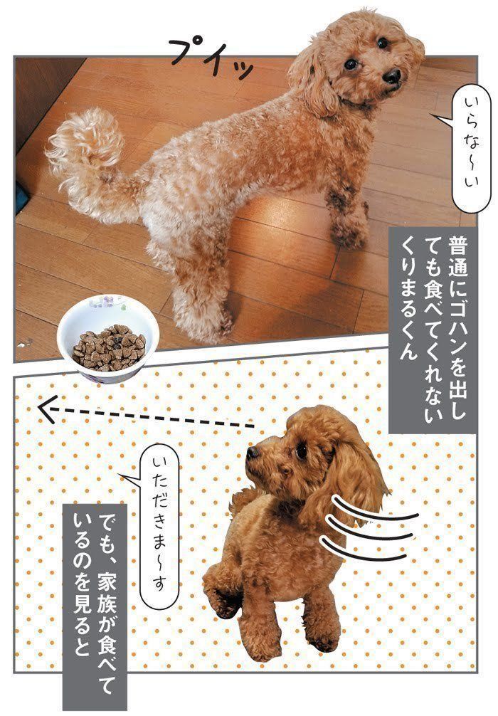 トイ・プードルのくりまるくん