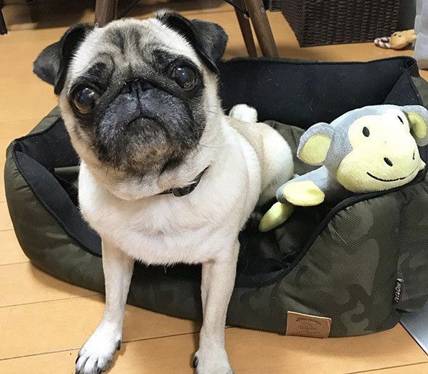 ぬいぐるみとパグ