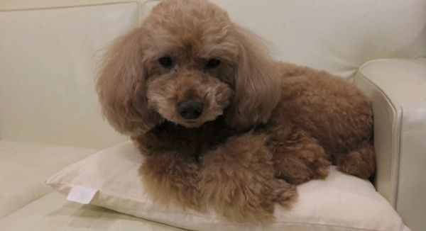 見つめるトイ・プードル