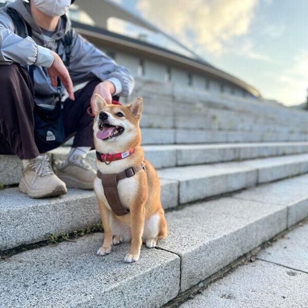 お出かけを楽しむあんこちゃん