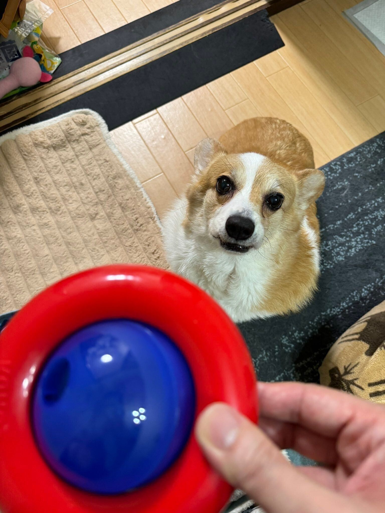 誕生日のお祝いをした犬（10才）
