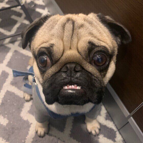 歯が出ちゃうパグ