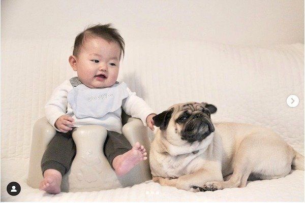 赤ちゃんに遊びのお誘いをするパグ