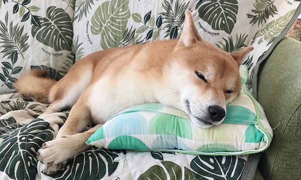 眠る柴犬