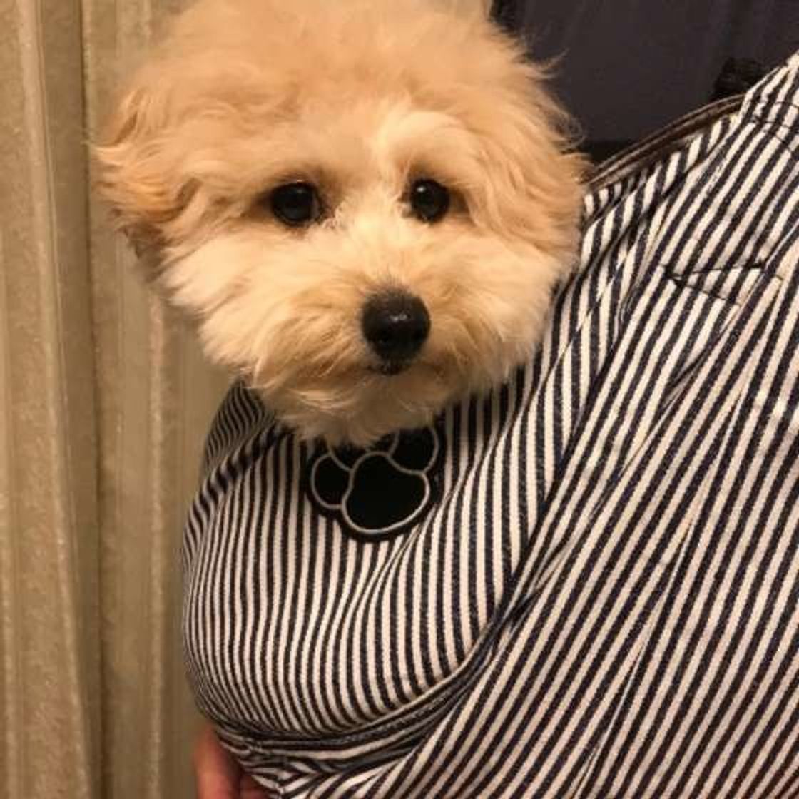 犬が顔をなめてきたときの正しい対応は 嬉しいけど 注意点 も いぬのきもちweb Magazine 犬が顔をなめてきたときの正しい対応は 嬉しいけど 注意点 も いぬのきもちweb Magazine