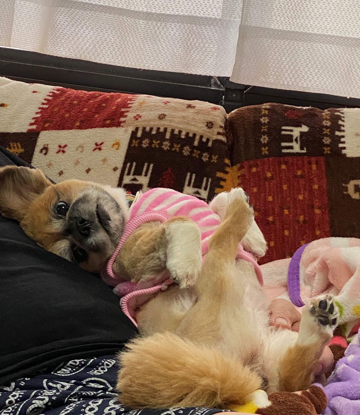 子育てを終え 年ぶりに念願の犬との生活を再開 なくてはならない癒しの存在 を実感 いぬのきもちweb Magazine 子育てを終え 年ぶりに念願の犬との生活を再開 なくてはならない癒しの存在 を実感 いぬのきもちweb Magazine