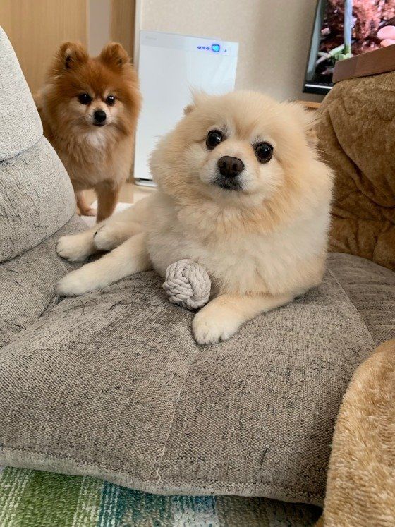 座椅子でくつろぐポメラニアン