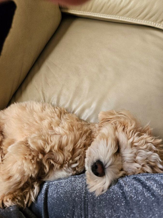 心地よさそうに眠るきぬくん　リラックスした様子がかわいらしい