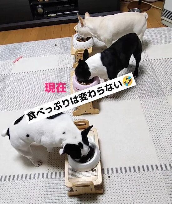 ごはんを食べる犬たち