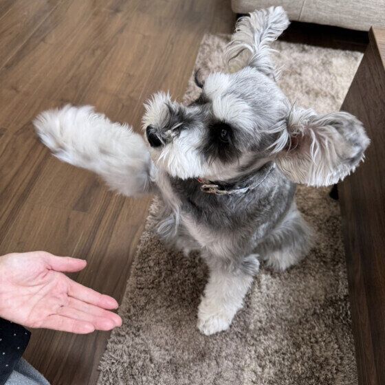 梅雨の散歩帰りは犬の足裏ケアで清潔に 犬の足拭きや足洗いの重要性とは いぬのきもち
