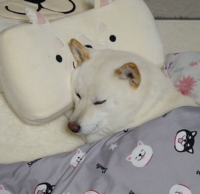 スヤスヤ眠るはるちゃん