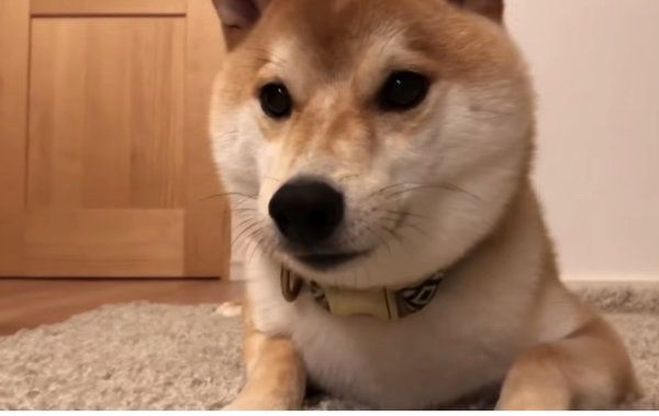 ボール遊びをする柴犬