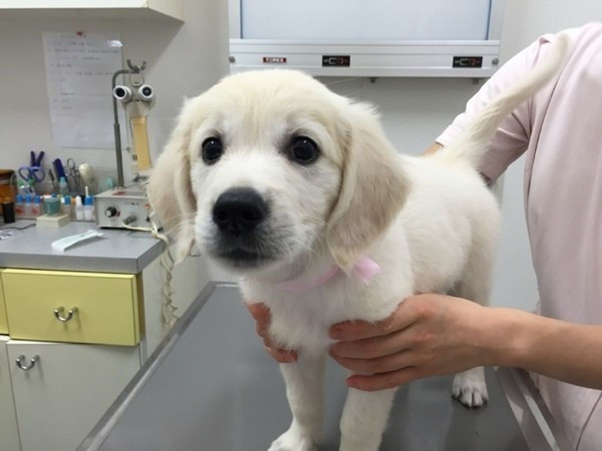 獣医師監修 犬の フィラリア症 の症状と治療 予防薬の注意点は いぬのきもちweb Magazine 獣医師監修 犬の フィラリア症 の症状と治療 予防薬の注意点は いぬのきもちweb Magazine