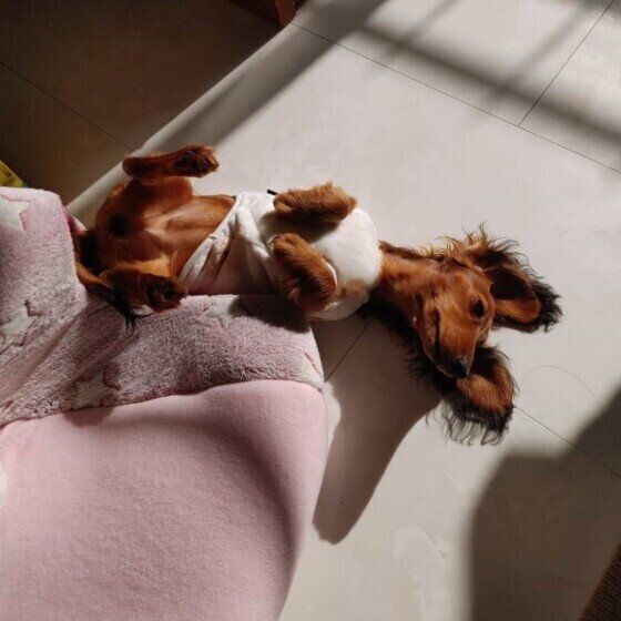 ひなたぼっこ中のカニーンヘン・ダックスフンド