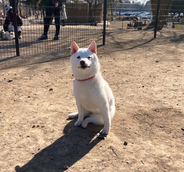 ドッグランで走らずドヤ顔をキメる雪海ちゃん