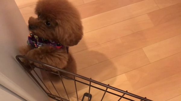 ちょこちょこダンス