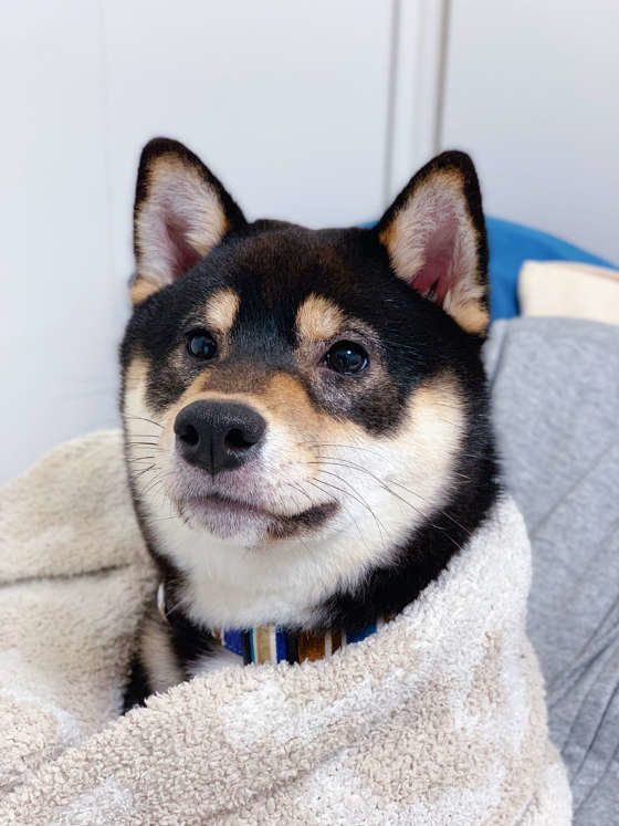 犬インフルエンザうつるうつらない