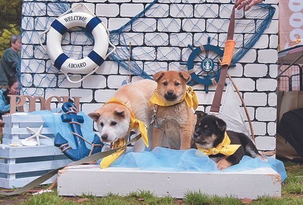 多くの人々にPoochの保護犬をアピールするために、譲渡会では海をモチーフにしたおしゃれなフォトブースも設置