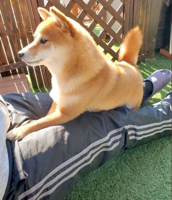 庭でまったりするなつちゃん