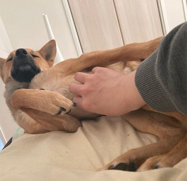 撫でられるいのちゃん