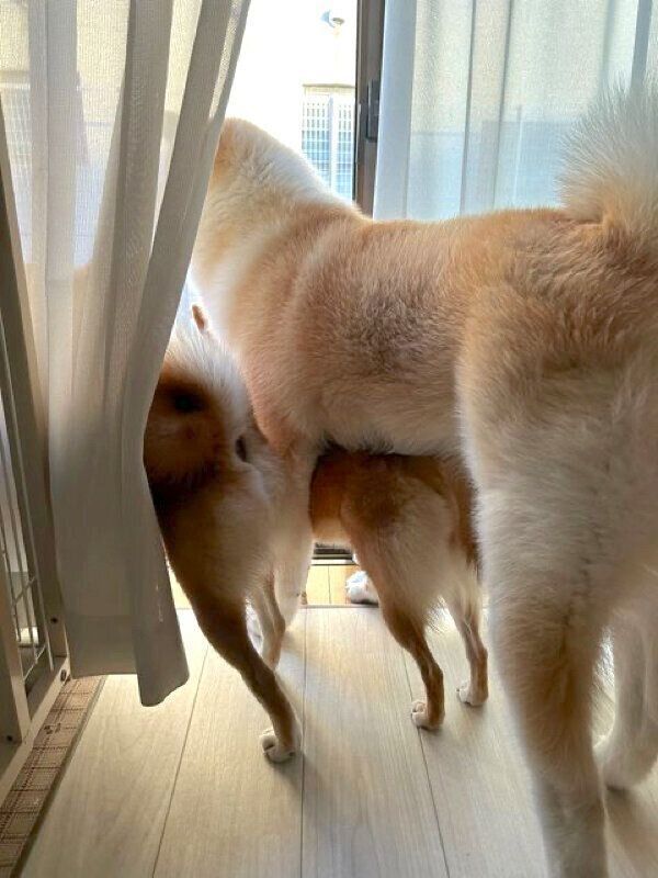 外を眺めるててくん、ももちゃん、らいちゃん