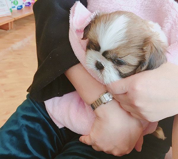 シー・ズーの子犬