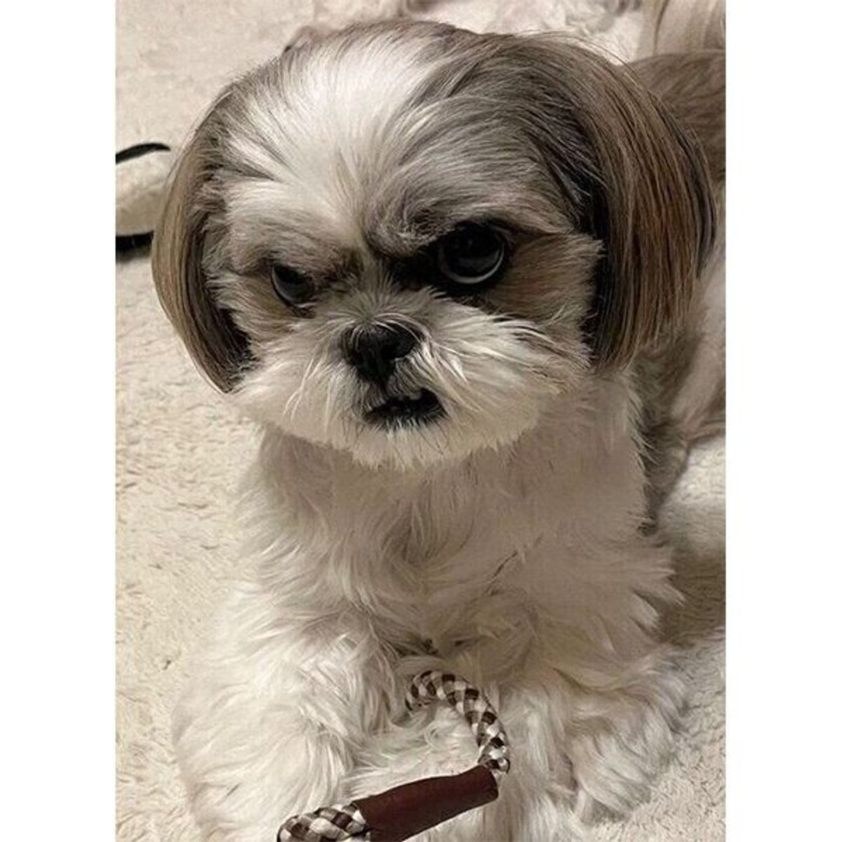 散歩に行きたくなるとリードを持ってくる犬 怒った表情なのはなぜ 真相を飼い主に聞いた いぬのきもちweb Magazine 散歩に行きたくなるとリードを持ってくる犬 怒った表情なのはなぜ 真相を飼い主に聞いた いぬのきもちweb Magazine