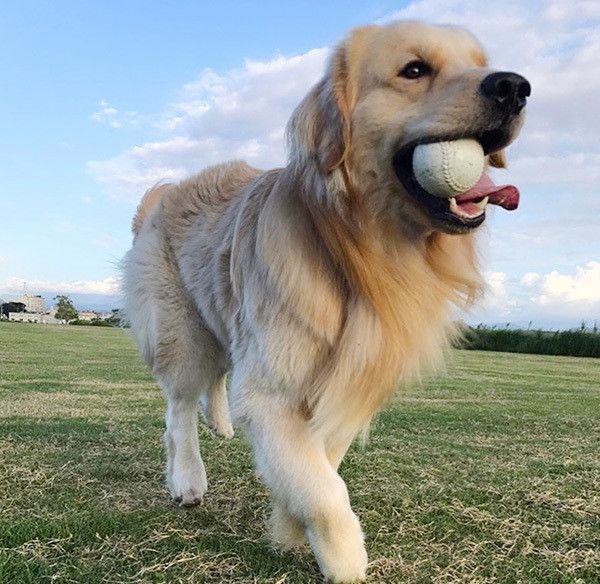 ボールで遊ぶ喜八くん