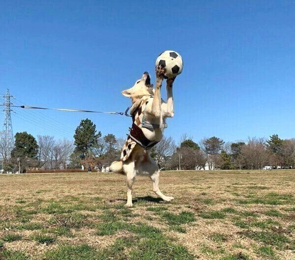 ボールで遊ぶくるりちゃん