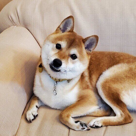 柴のうにくん♪