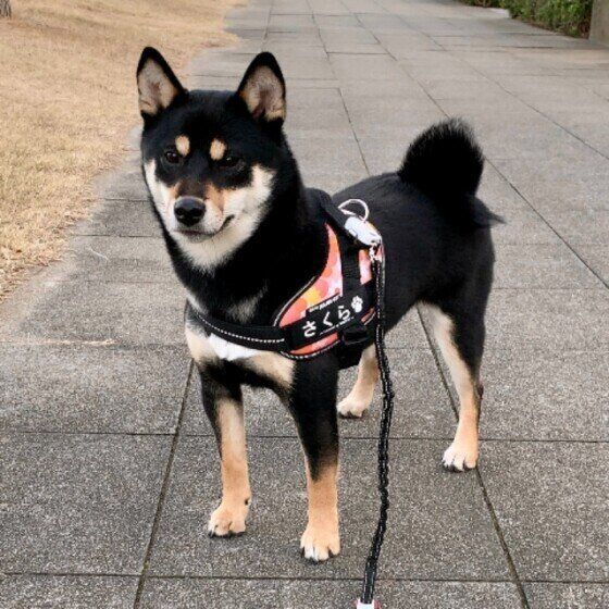 黒柴