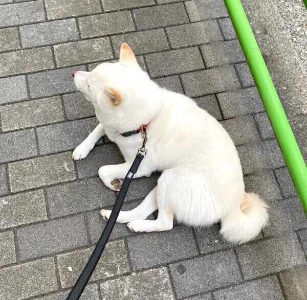 散歩拒否するゆきみちゃん